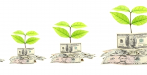 money growing plants